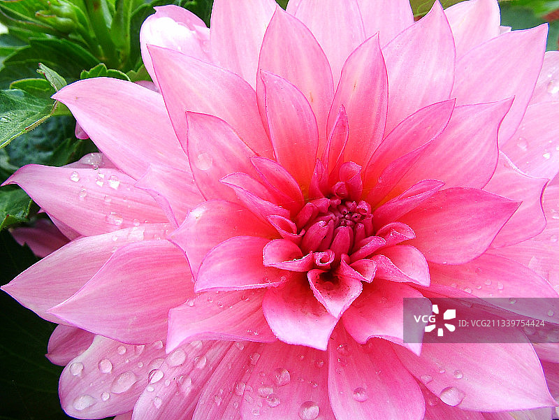 湿粉色花的特写图片素材