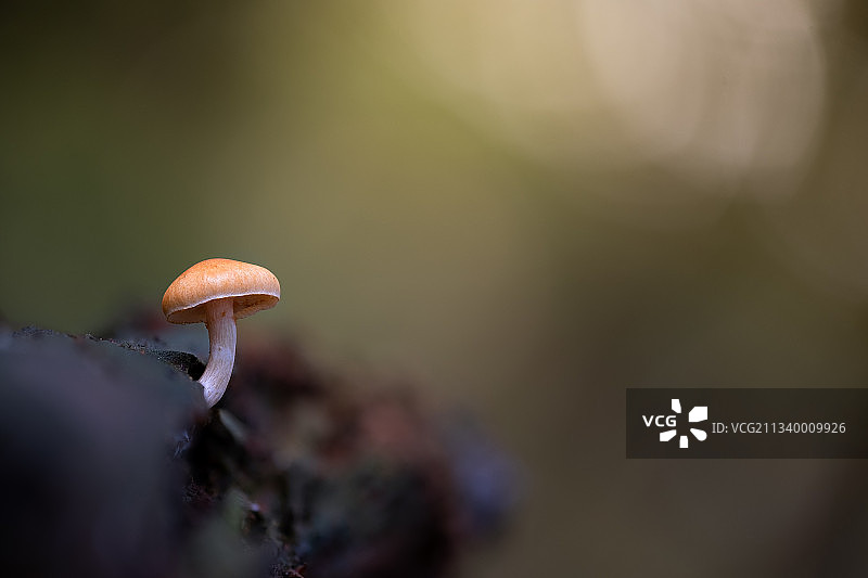 荷兰阿森，蘑菇生长的特写镜头图片素材