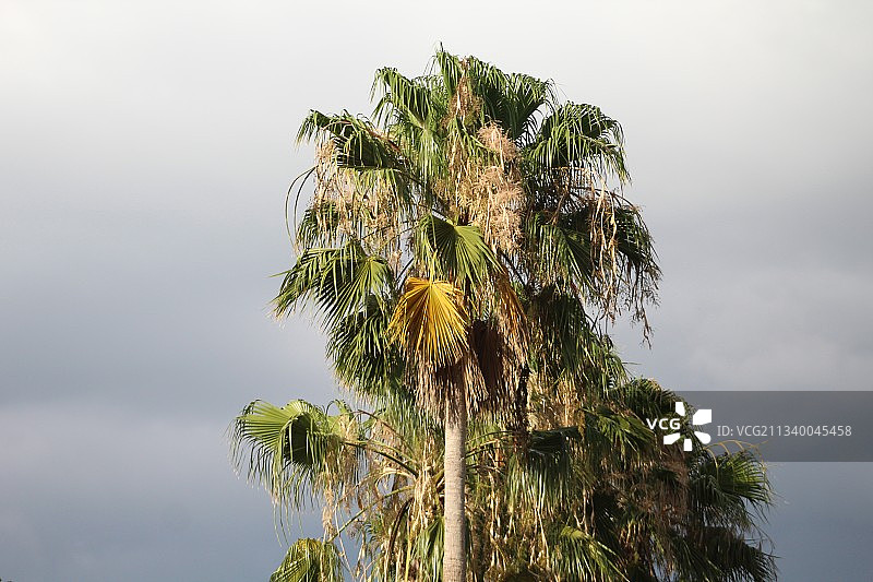 低角度的棕榈树对天空，佛罗里达州，美国，美国图片素材