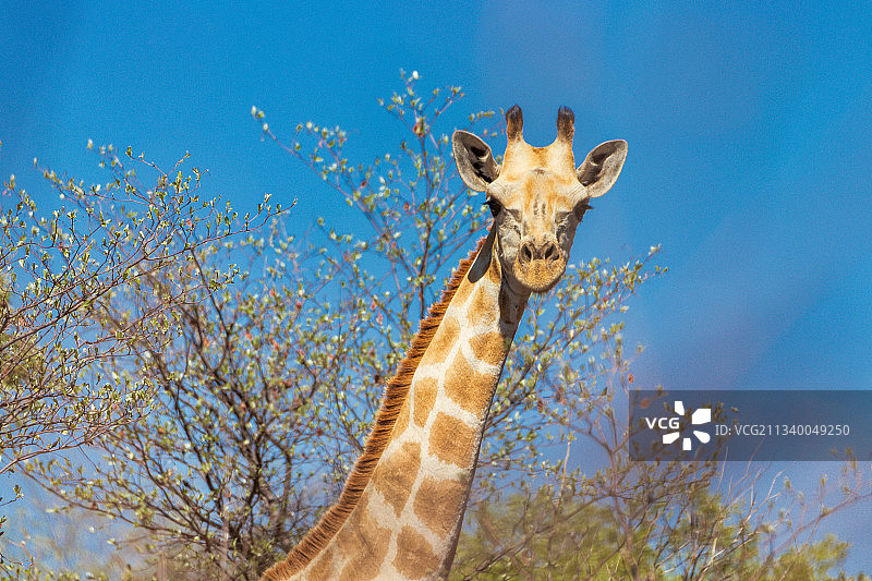 纳米比亚埃托沙国家公园，蓝天下长颈鹿的低角度视图图片素材