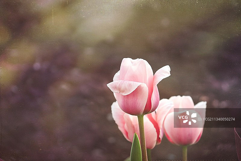 粉红色玫瑰花的特写图片素材