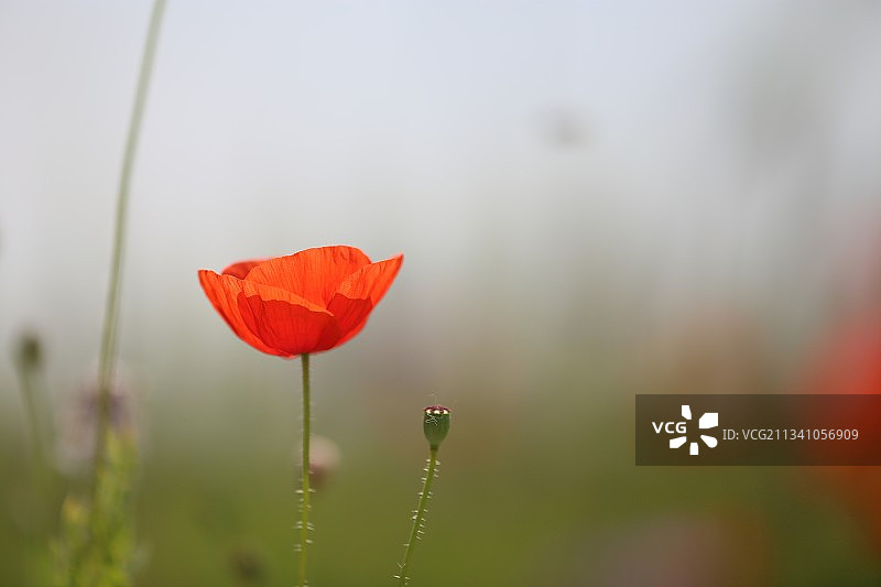 荷兰红色罂粟花的特写镜头图片素材