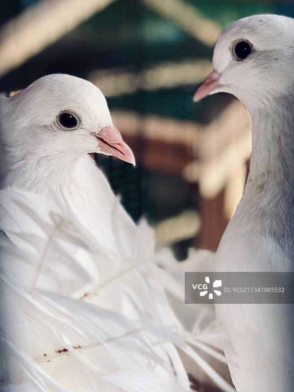 印度扇尾白种鸽夫妇，印度图片素材