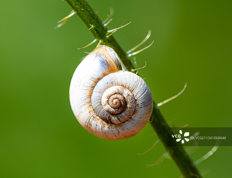乌克兰米科莱夫，植物上的蜗牛特写图片素材