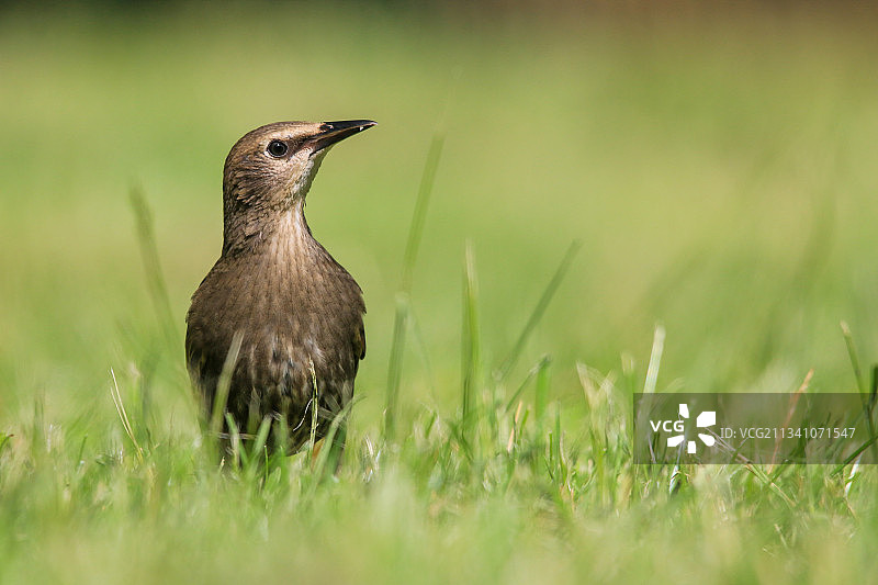 栖息在草地上的啄木鸟的特写镜头图片素材