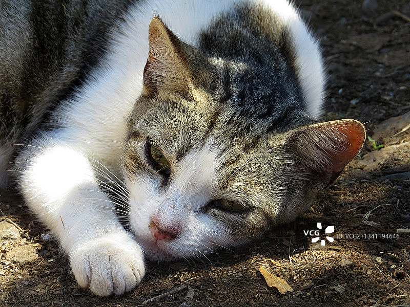 葡萄牙桑塔纳，猫咪睡觉的特写镜头图片素材