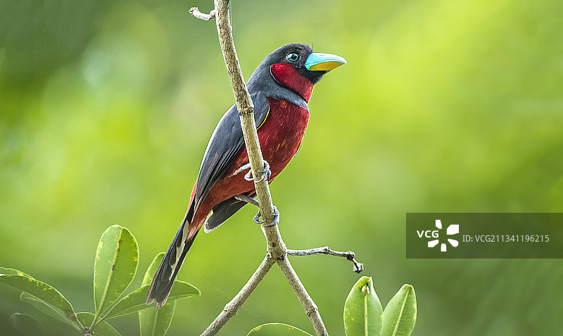 泰国，栖息在树枝上的翠鸟的特写图片素材