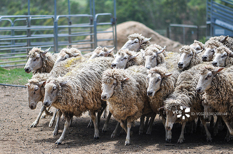 澳大利亚新南威尔士州阿伯茨伯里牧场上的羊的高角度视图图片素材