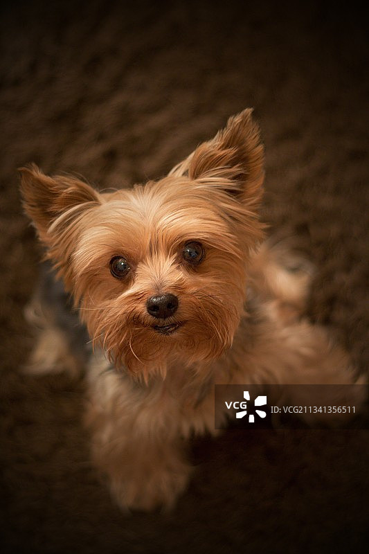 地毯上纯种约克郡犬的高角度肖像图片素材