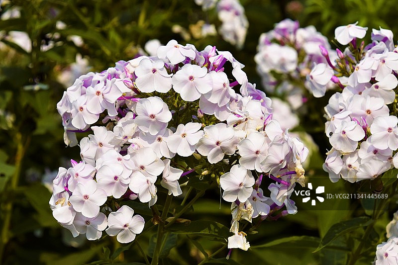 特写紫色开花植物在公园，多伦多，安大略省，加拿大图片素材