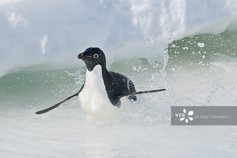 侧面观察巴布亚企鹅在海上游泳图片素材