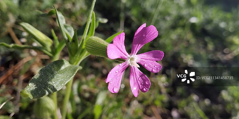 粉红色开花植物的特写图片素材