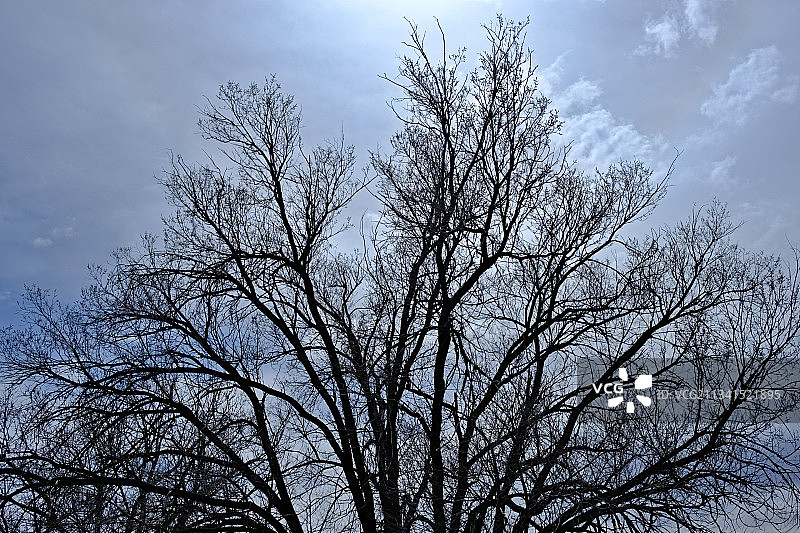 低角度的裸露的树对天空图片素材