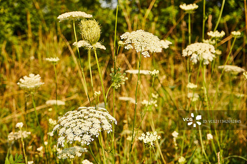 波兰田野上白色开花植物的特写图片素材