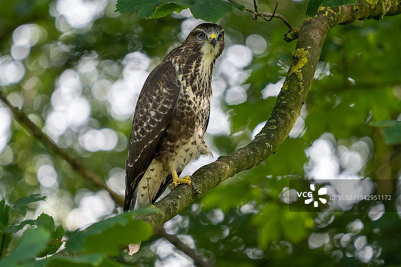 荷兰，Kollumerpomp，栖息在树枝上的猫头鹰的低角度视图图片素材