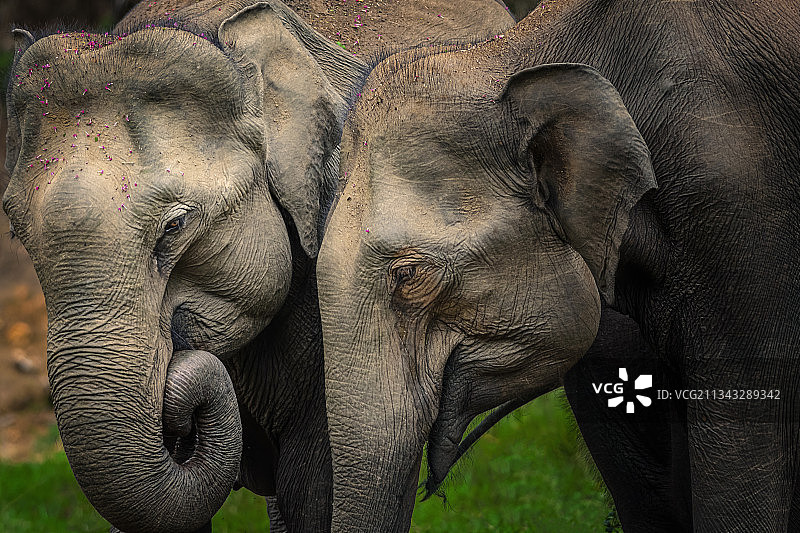 大象,印度的特写图片素材
