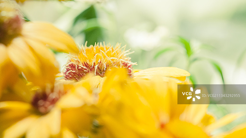 黄色开花植物的特写，Cottage Grove，美国俄勒冈州，美国图片素材