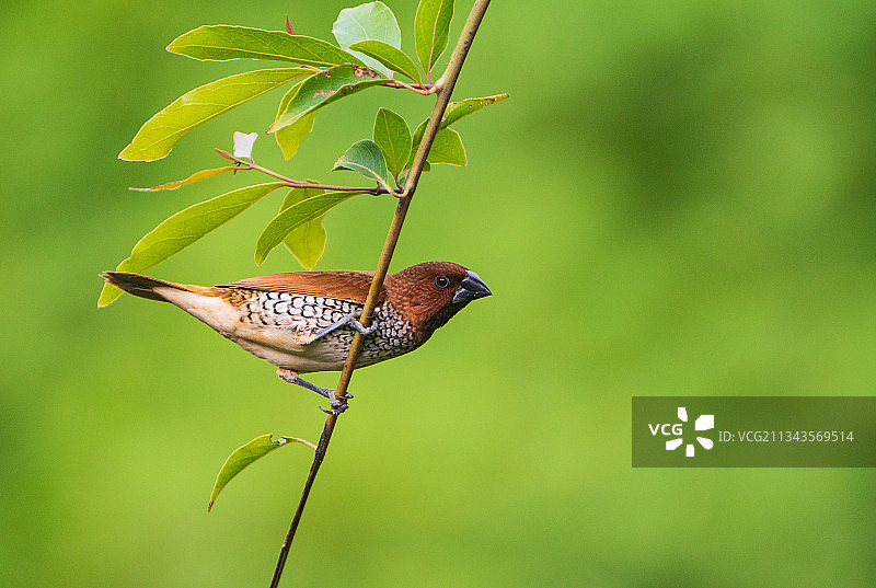 在印度卡纳塔克邦班加罗尔的植物上栖息的热带鸣禽特写图片素材
