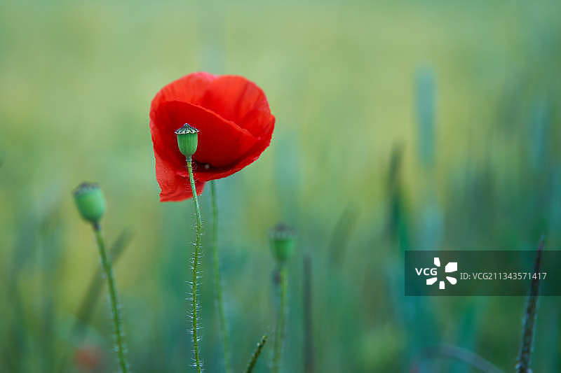 田野上红色罂粟花的特写镜头图片素材