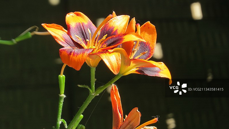 橙色开花植物的特写，哈尔科夫，乌克兰图片素材