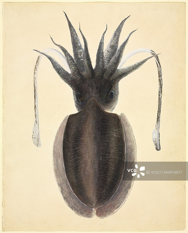 头足类动物,19世纪图片素材