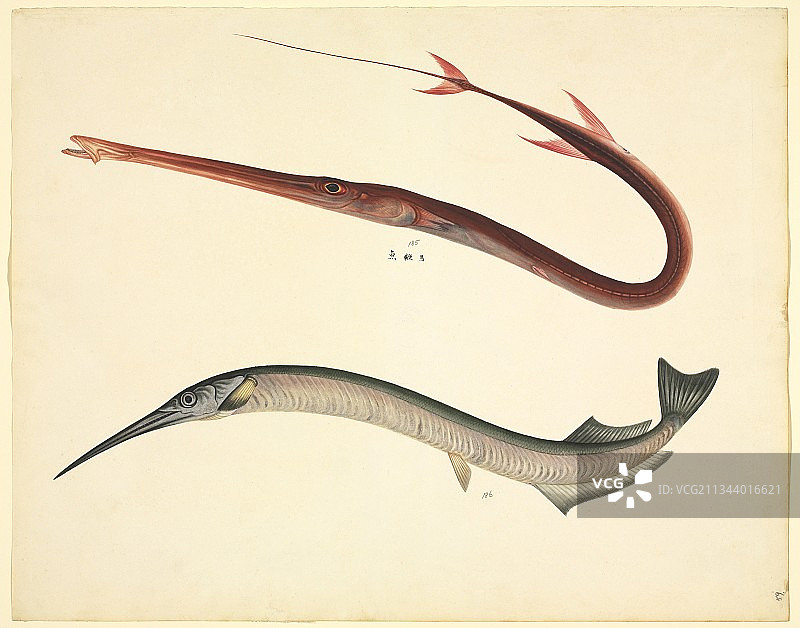 颌针鱼,19世纪图片素材