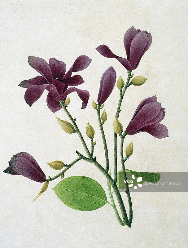 木兰花，19世纪的艺术品图片素材