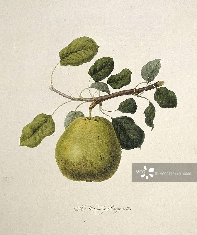 沃姆斯利佛手柑梨(1818)图片素材