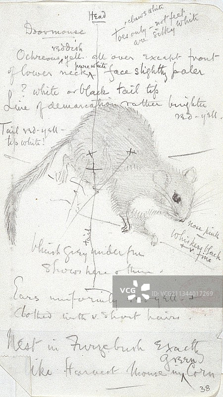 常见的榛睡鼠,素描图片素材