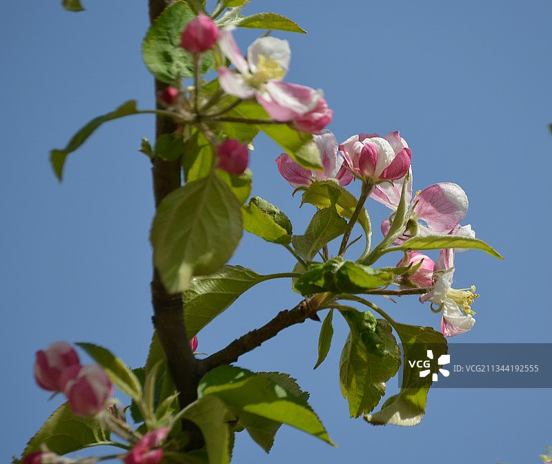 土耳其加齐安泰普，粉红色开花植物对晴朗天空的低角度视图图片素材