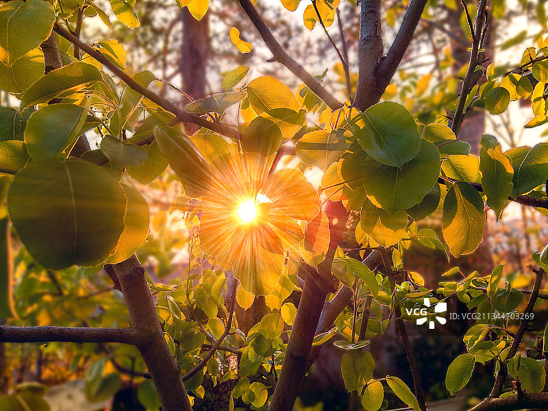 阳光透过树的特写镜头，俄罗斯图片素材