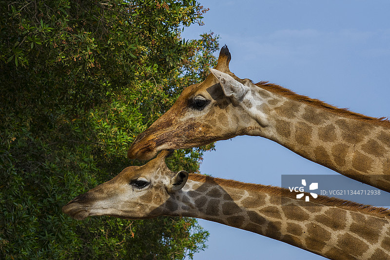 长颈鹿靠在树上的特写镜头图片素材