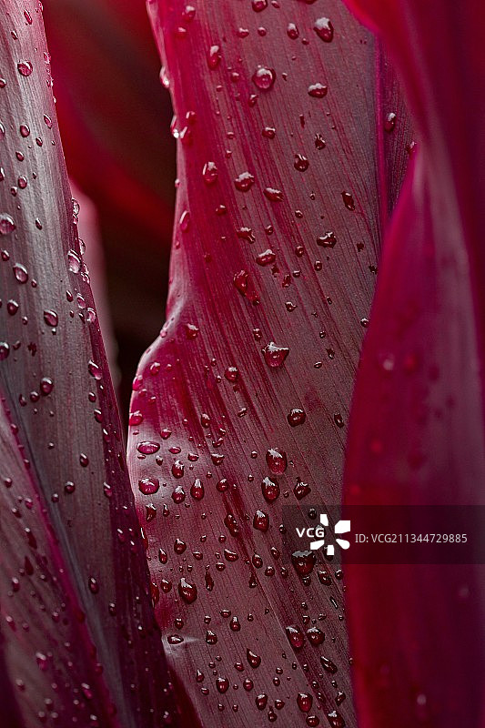 美国夏威夷希洛的湿红花特写图片素材