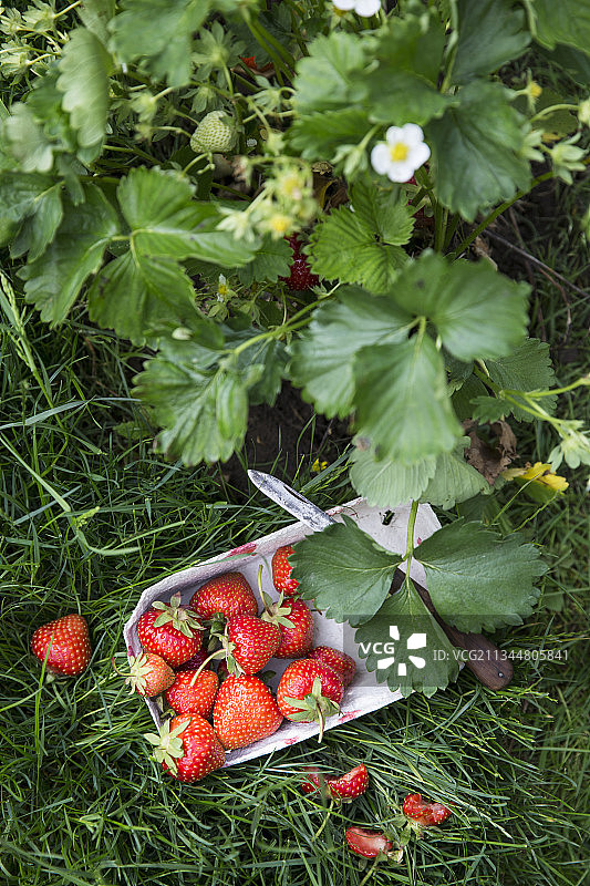 草地上的纸板箱里放着新鲜采摘的草莓图片素材