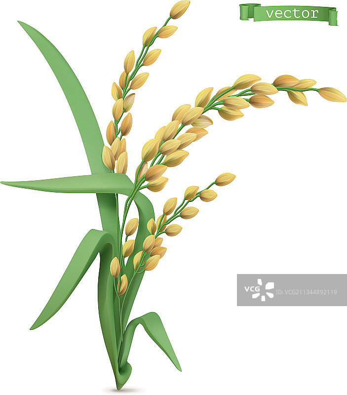 水稻植物3d现实图标图片素材