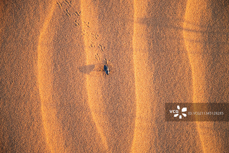 沙漠生命小动物沙漠甲虫图片素材