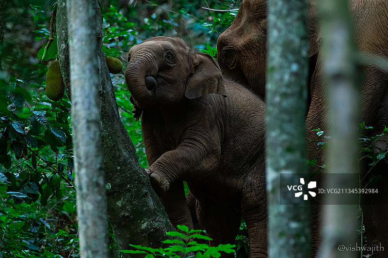 森林里的非洲印度象的特写镜头图片素材