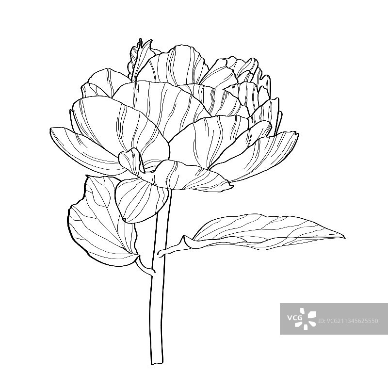 花植物学素描牡丹花带叶图片素材