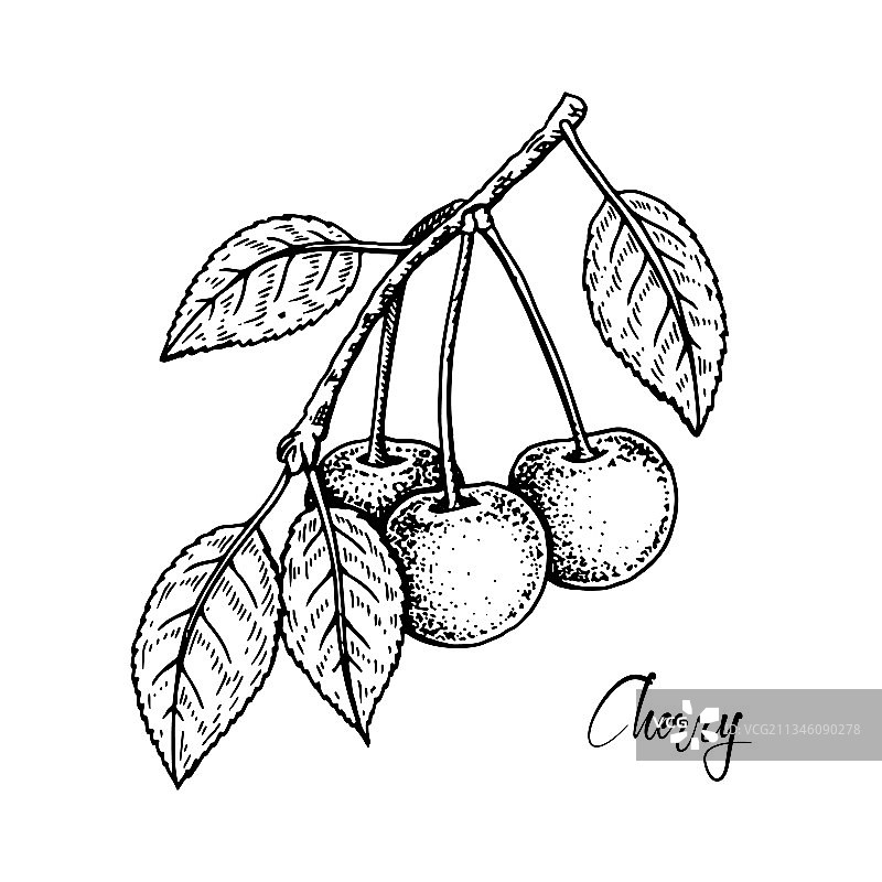 手画樱桃树枝与浆果孤立图片素材
