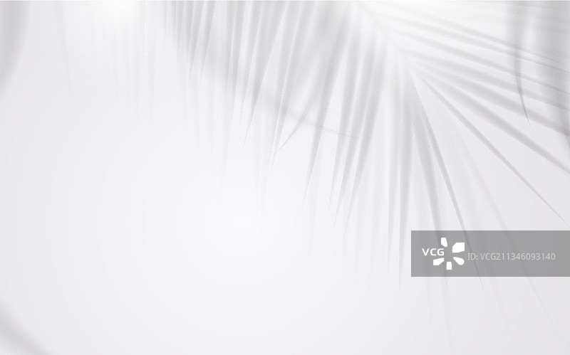 椰子叶的阴影在白色的背景图片素材