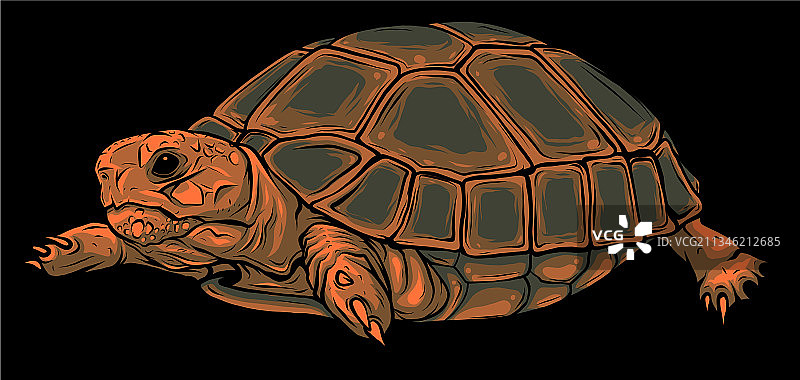 黑色背景上的卡通乌龟图片素材