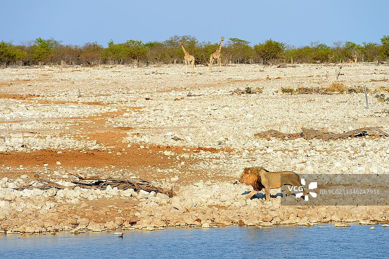 狮子(Panthera leo)，雄性，侧面，接近水坑，Okaukuejo，旱季，Etosha国家公园，纳米比亚，非洲图片素材