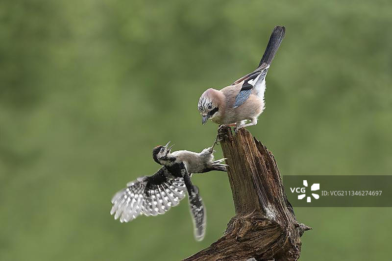 年轻的斑点啄木鸟(大啄木鸟)(大树冠鸟)和欧亚松鸦(大叶冠鸟)，下萨克森州，德国，欧洲图片素材