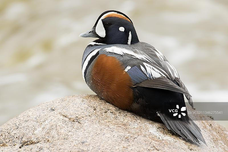 雄丑角鸭(Histrionicus Histrionicus)，加斯佩斯廷国家公园，魁北克，加拿大，北美图片素材
