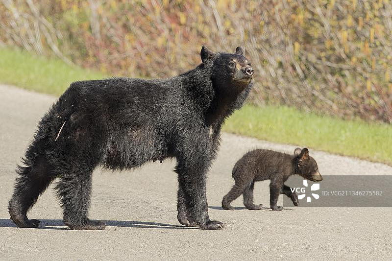 美国黑熊，雌性带幼熊(美洲熊)，Forillon国家公园，魁北克，加拿大，北美图片素材
