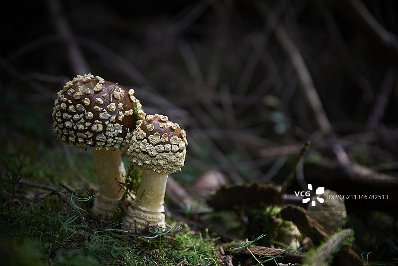 田间蘑菇生长的特写镜头图片素材