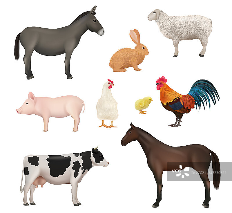 家畜、家禽、鸡活跃图片素材