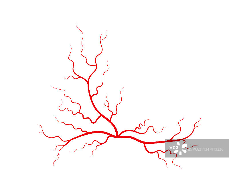 人类静脉和动脉红色分支蜘蛛图片素材