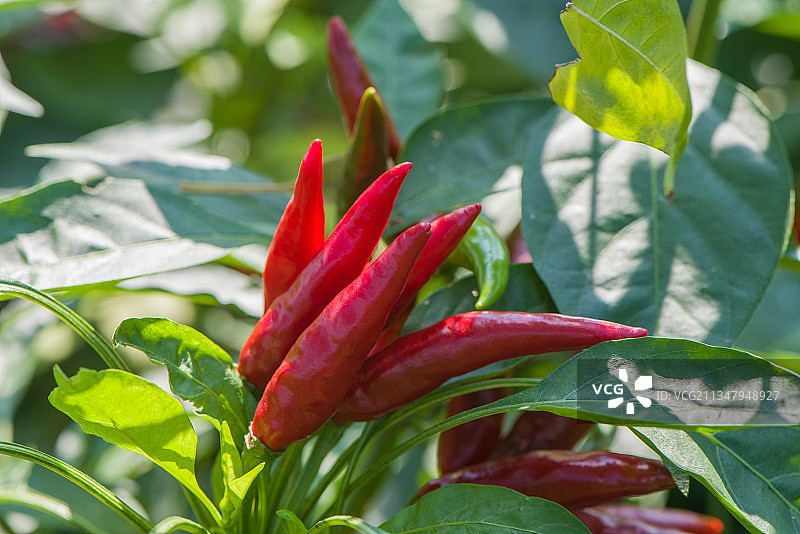 菜园里种植的红辣椒图片素材