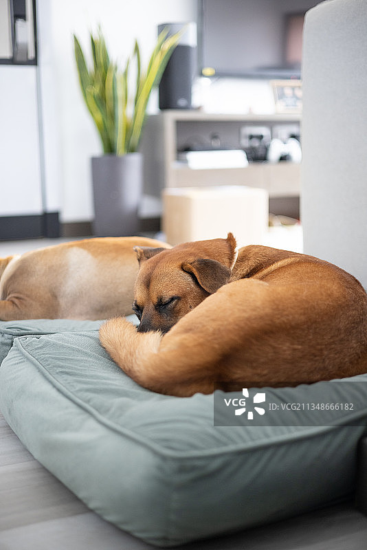 纯种狗在家里沙发上睡觉的特写镜头图片素材